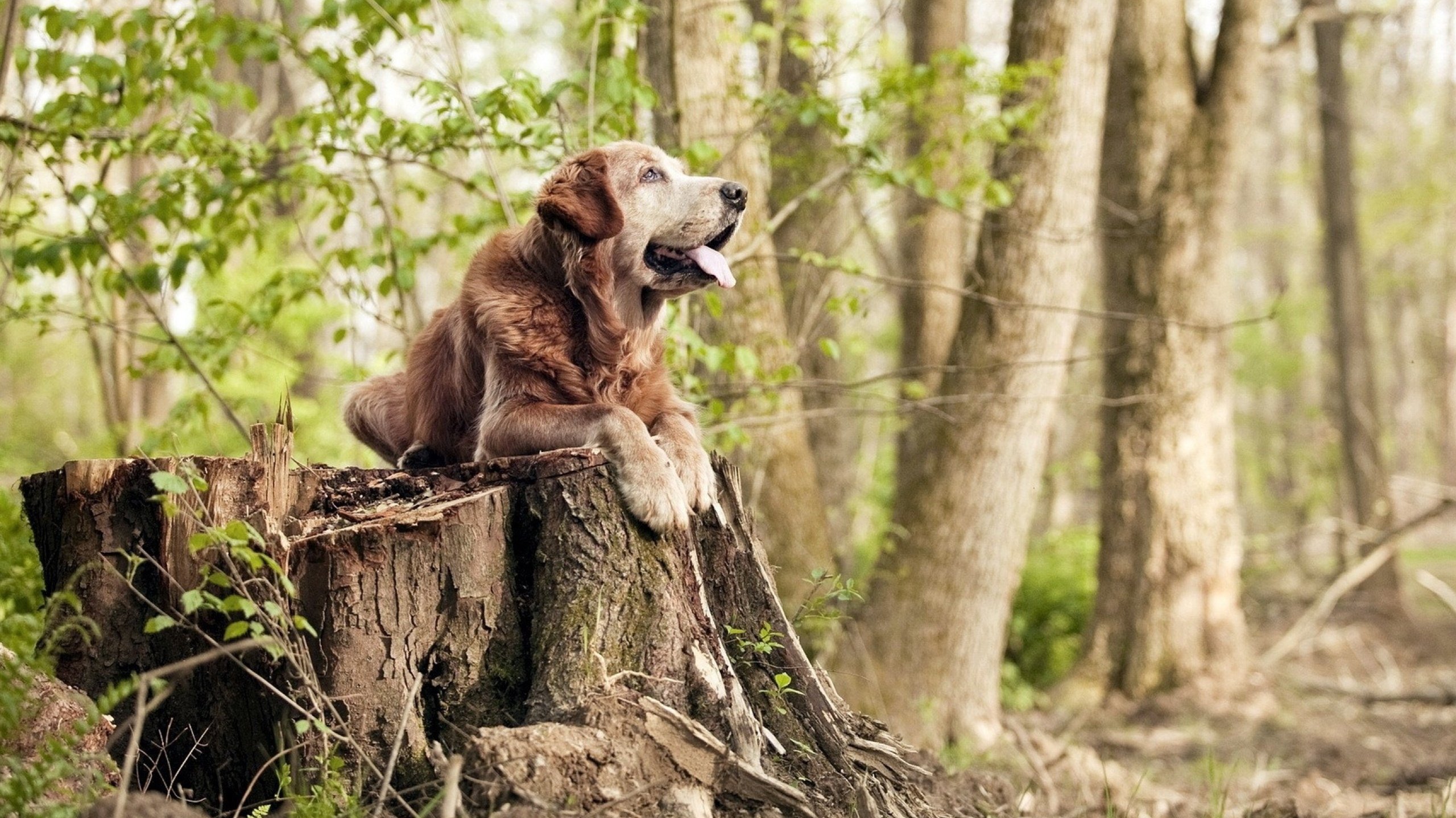 墨西哥队在巴黎奥运会比赛中展现出强大的个人突破能力,墨西哥奥运会战绩