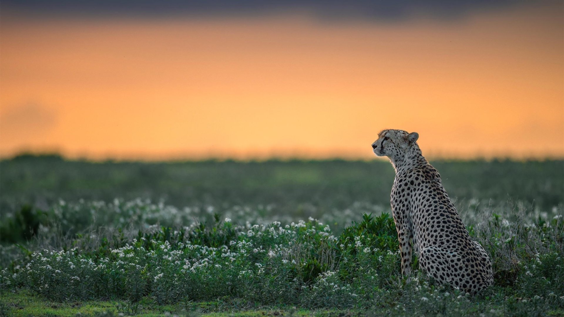 开云网站-日本队新星闪耀赛场！，日本足球十大新星