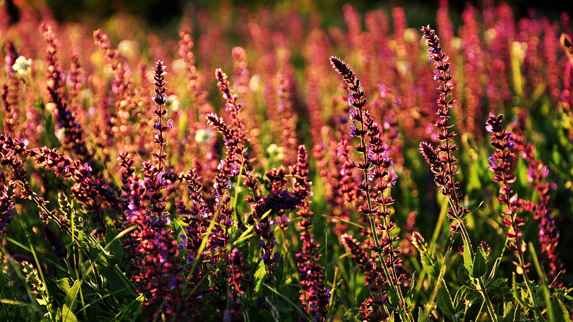 开云体育APP下载-精彩瞬间：王强最后时刻投中三分，点亮现场气氛，王强去哪了