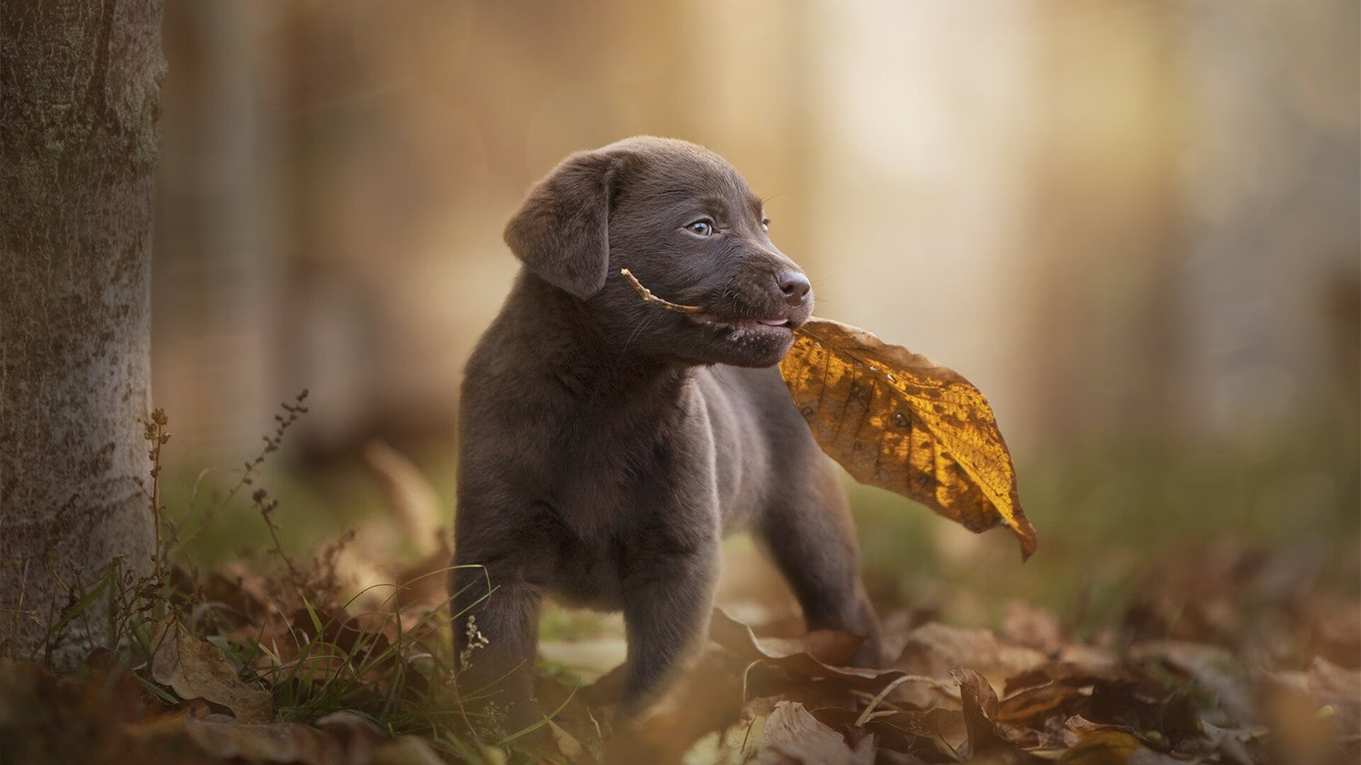 篮球裁判员资格认证体系升级,篮球裁判员资格证书