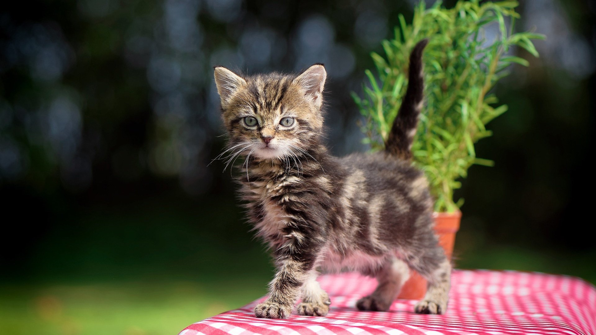 英超:曼联4-2战胜曼城,C.朗格拉姆梅开二度,曼联4_3曼城