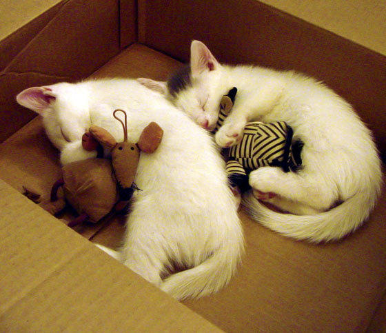 开云·体育官网-青少年“运动在行动”公益系列在全国多省持续推进，助力基层体育普及