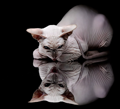 冰岛队怀抱胜利梦想迎战匈牙利篮球队,冰岛匈牙利历史比分