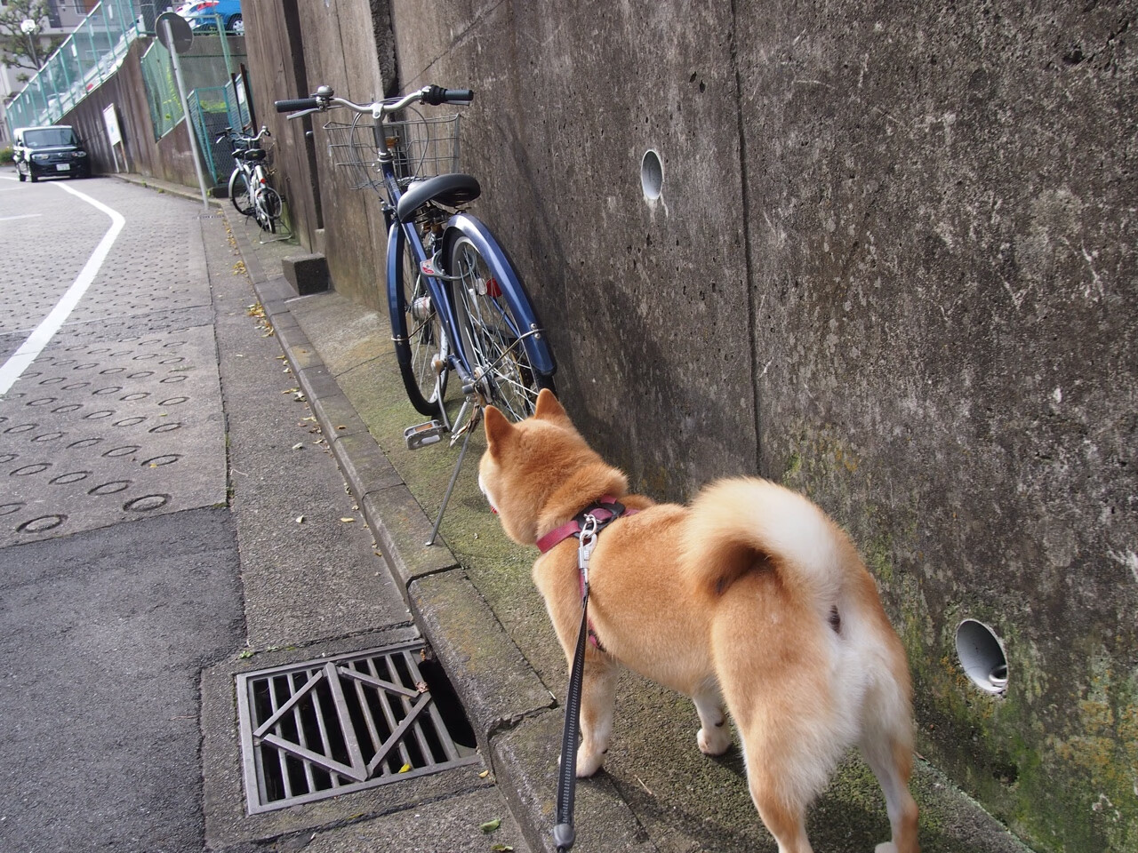 Kaiyun APP-北京国安球员赛季表现分析，北京国安球队