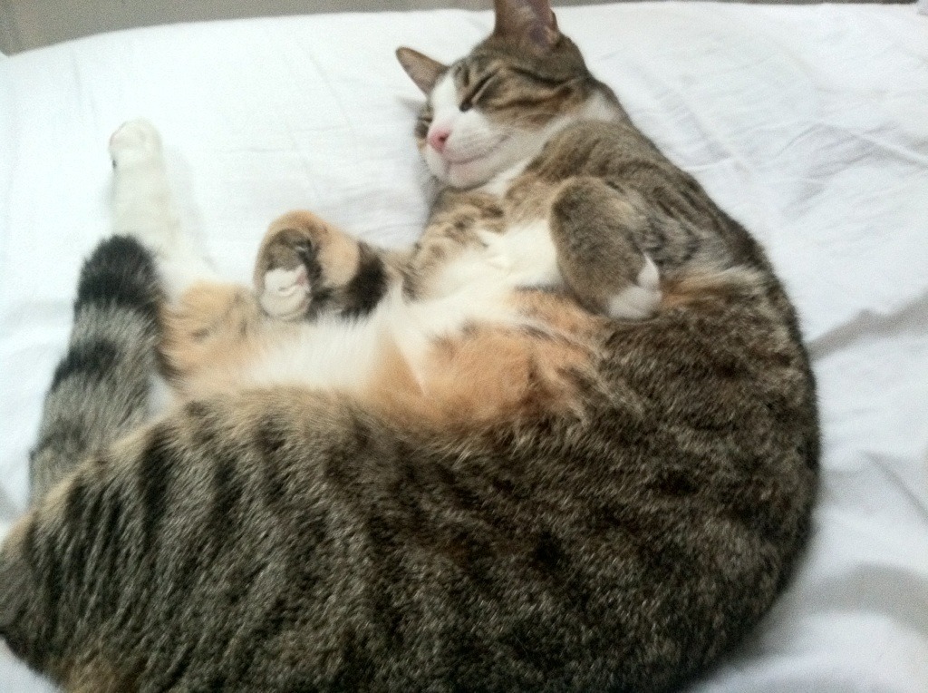 开云入口-拜仁慕尼黑宣布内马尔加盟，球迷狂欢不已，拜仁为什么不买内马尔