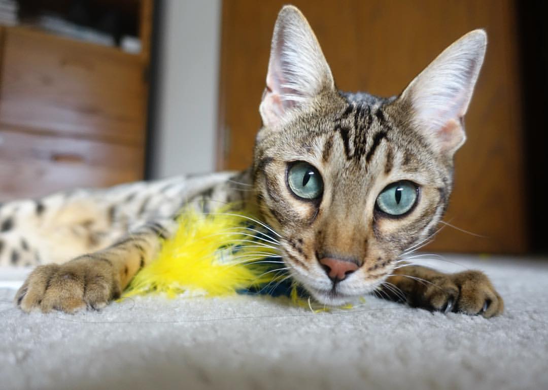 KAIYUNAPP-湖人球队核心阵容状态持续火热，湖人的球队