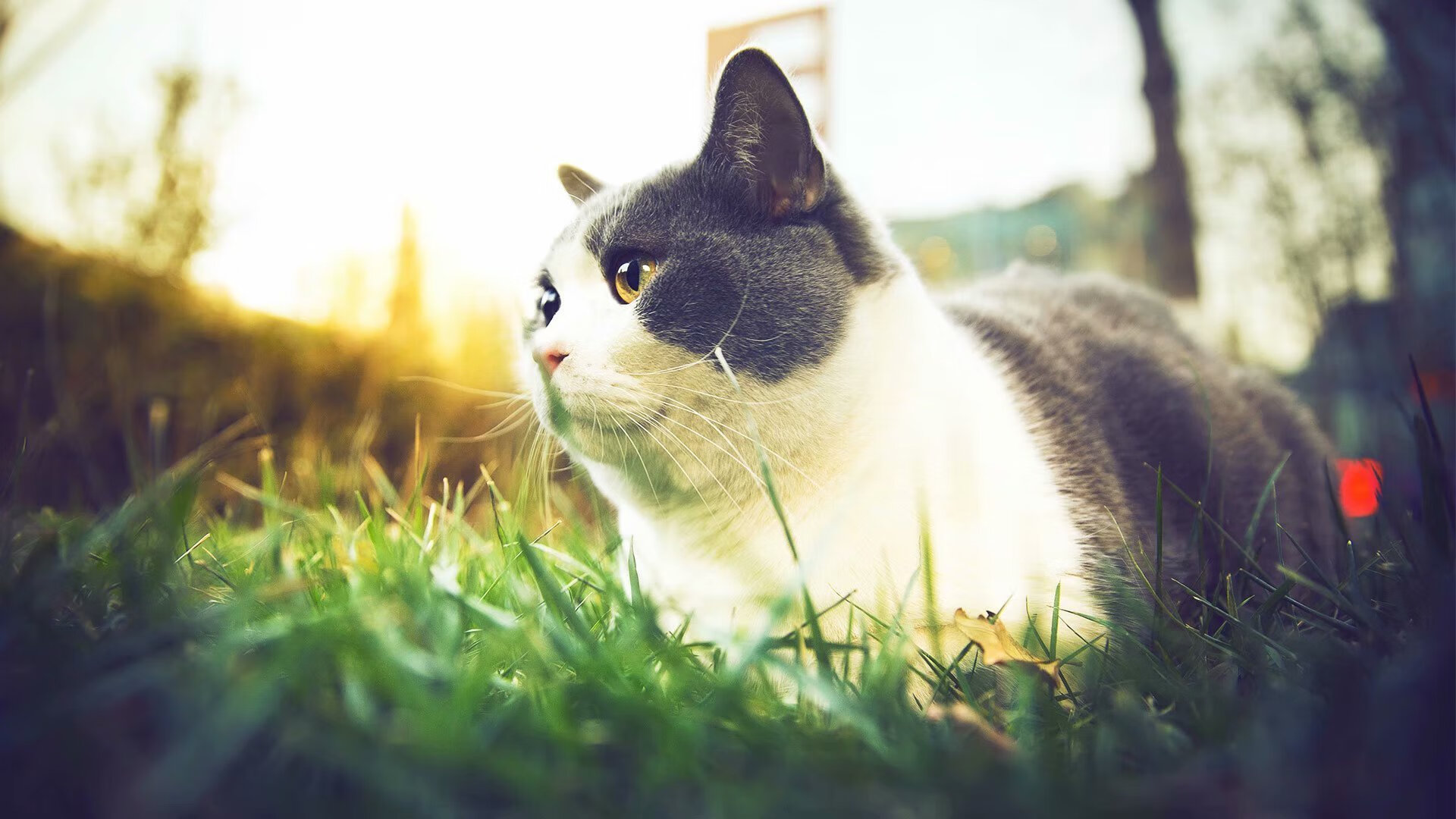 kaiyun登录入口-湖人队年轻球员训练态度积极，湖人队球员名单年龄