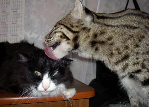 韩国Dota 2战队亮相亚洲邀请赛,韩国dota2mvp