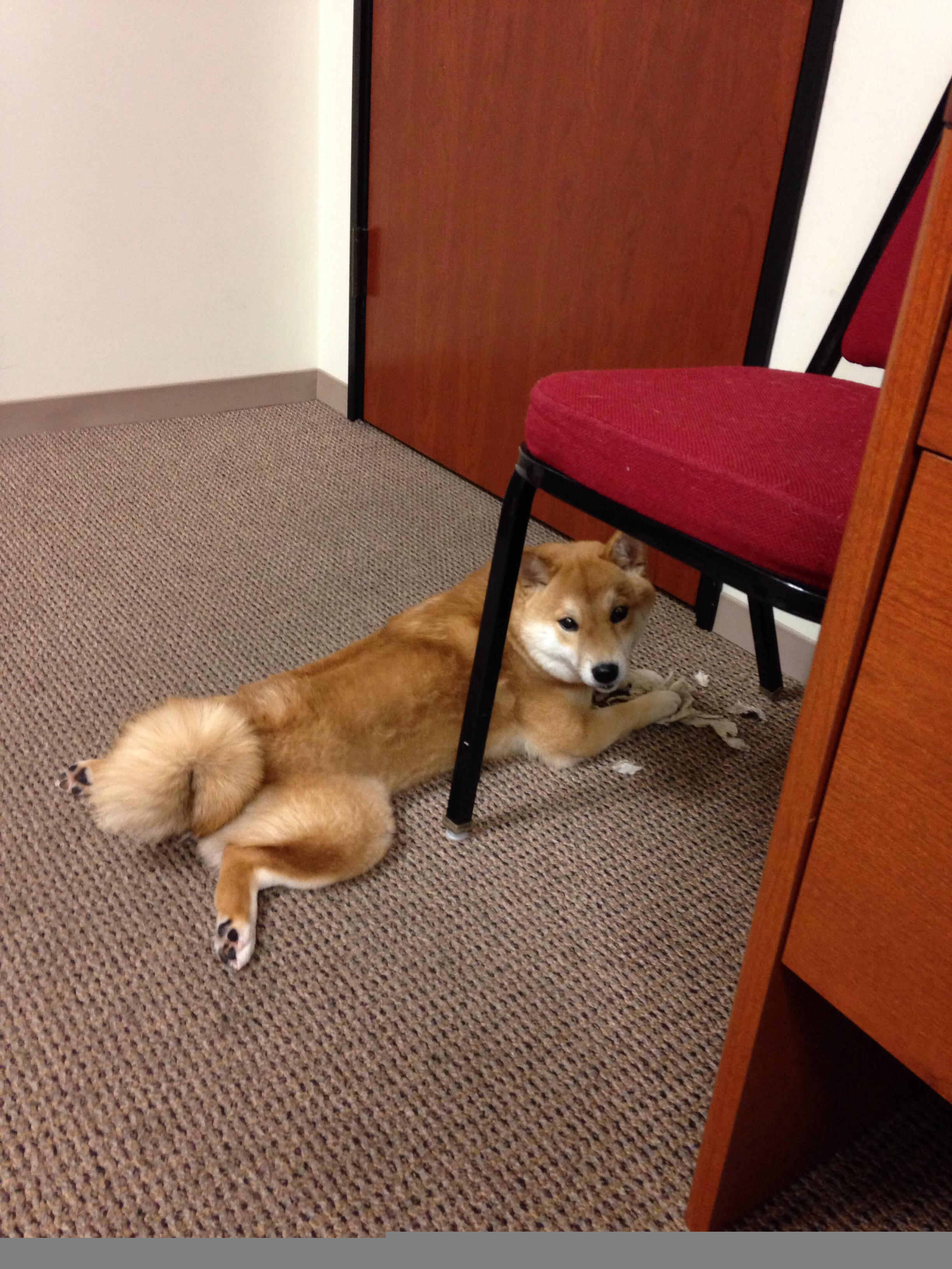 全国马术耐力赛甘肃举办圆满成功,马术比赛 中国