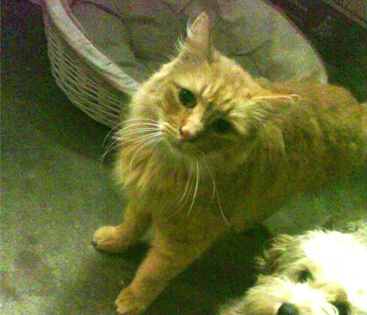 开云官方-西甲球员视觉追踪训练促进战术执行精准度