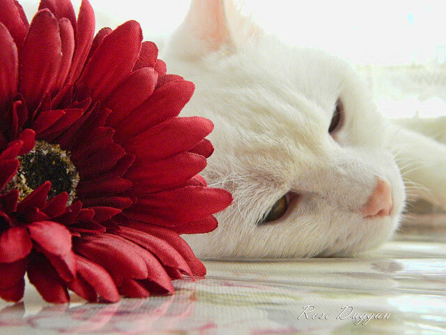 西甲裁判语言模型优化多语种判罚准确率,中甲裁判选派