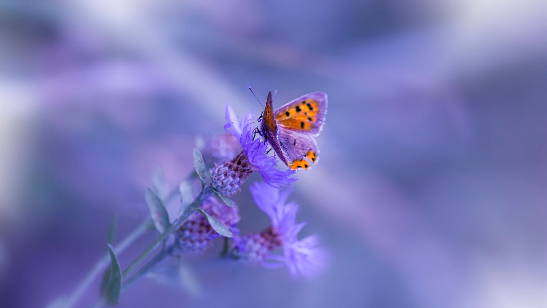 体育新闻中心深化体育内容多语种传播机制,体育新闻的要求