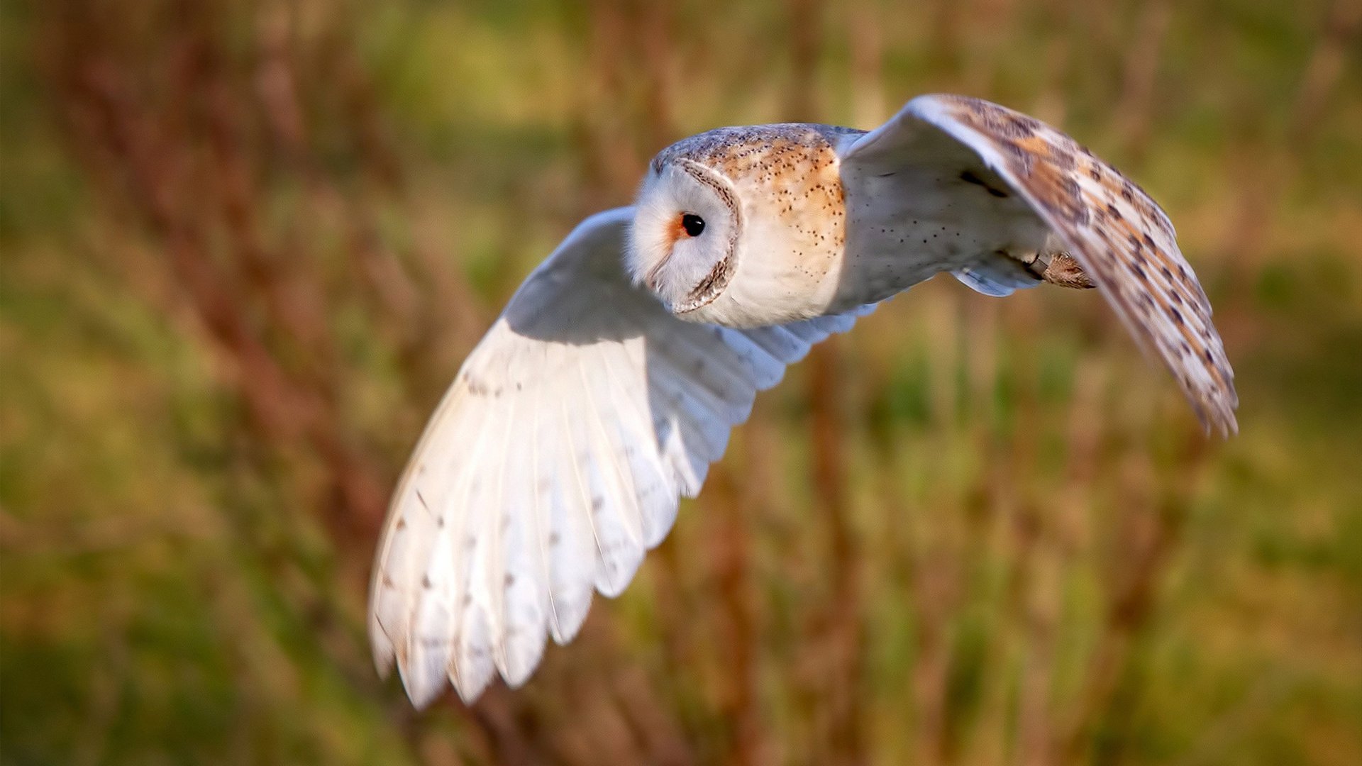 开云网页版-球迷对球队战术安排提出质疑，球迷对球队战术安排提出质疑怎么办