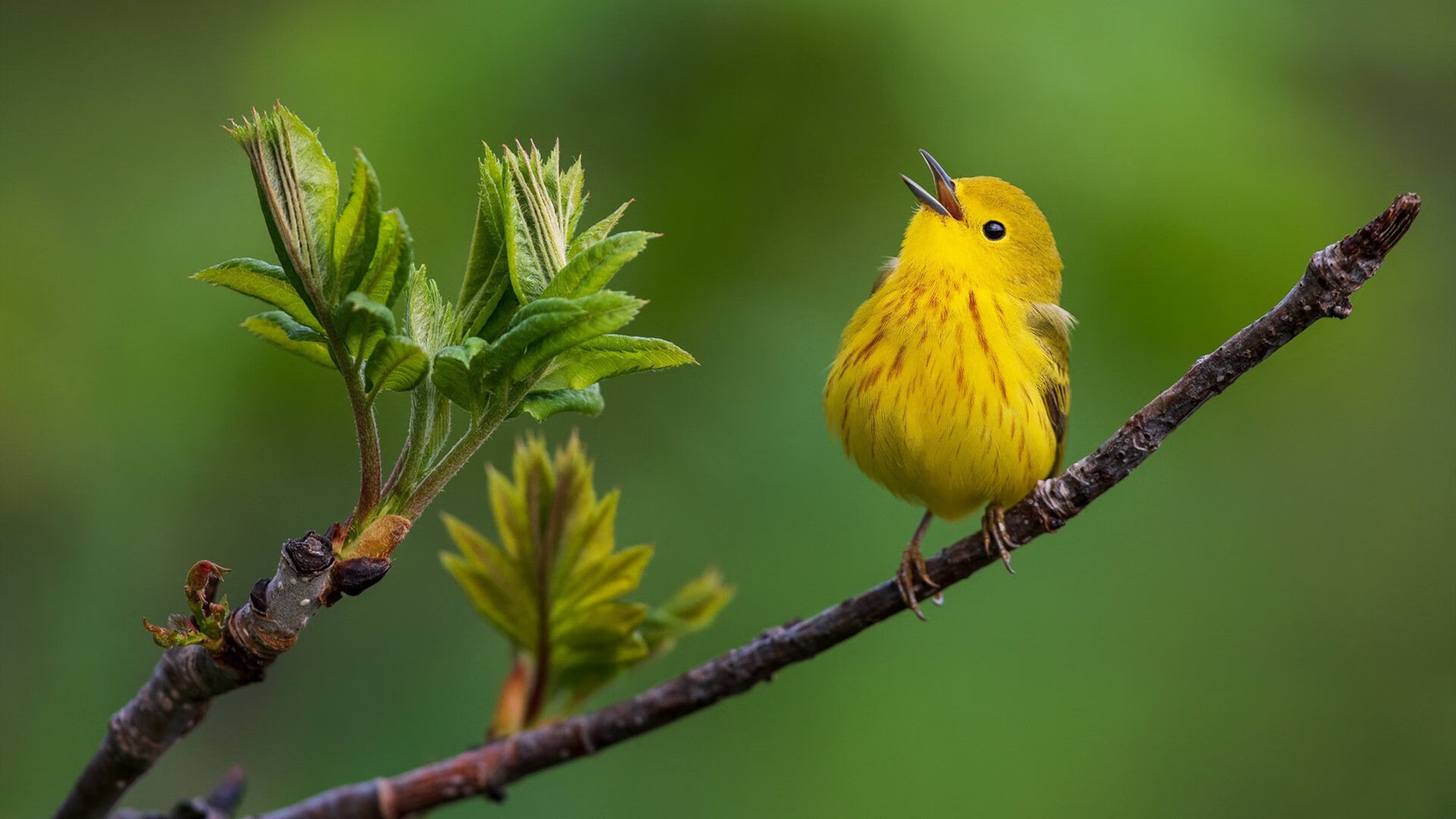 网球城市公开赛激发全民参与热情,网球公开赛比赛规则