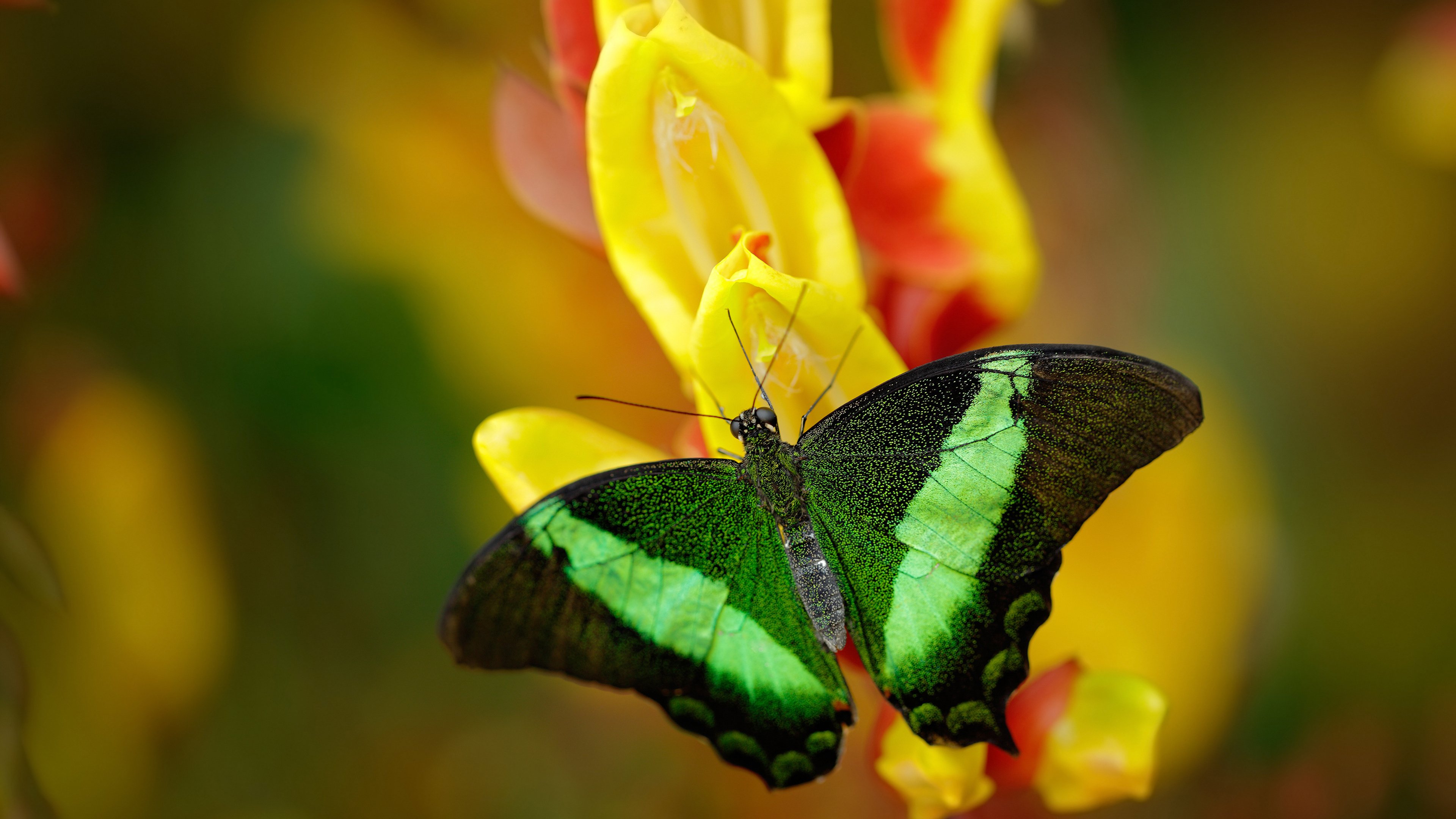 国际拳击锦标赛激烈对决，国际拳击规则