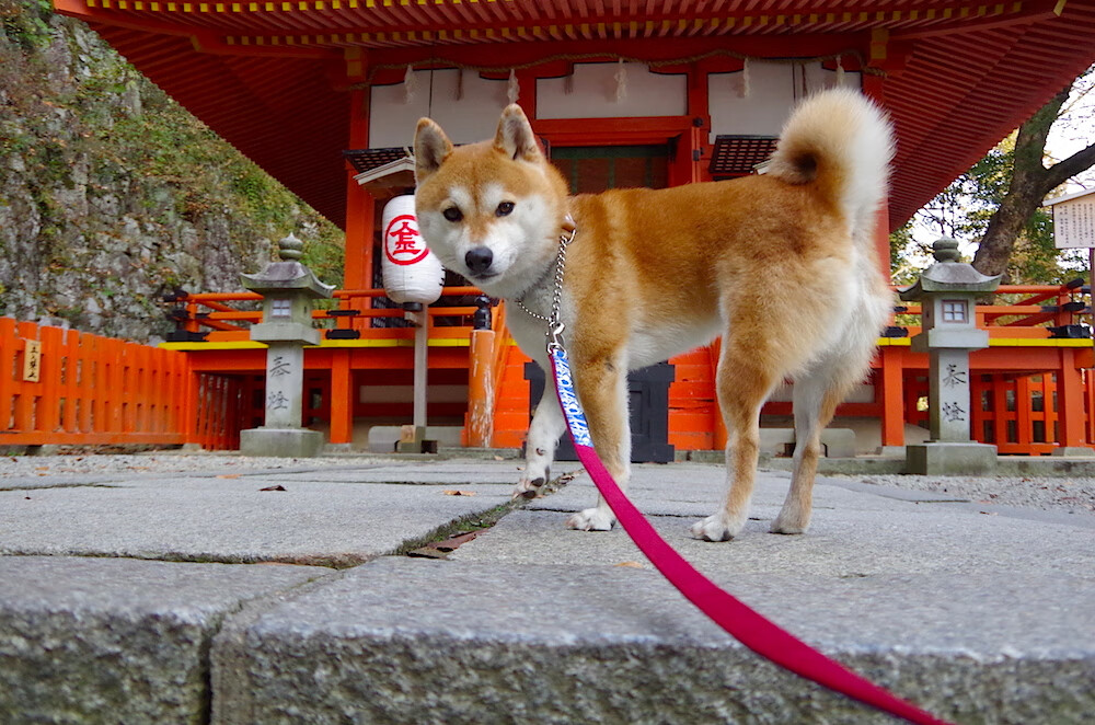 意甲精彩配合：精彩瞬间层出不穷！，意甲录像集锦