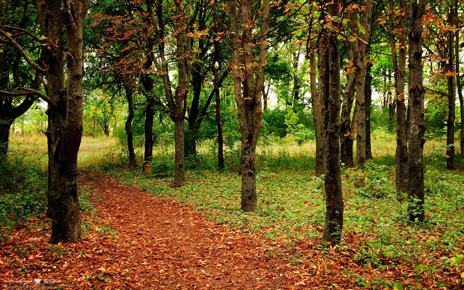 法甲绝佳反击:速度与战术完美结合,法甲动作大