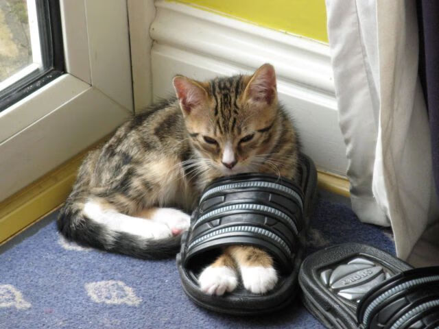 澳大利亚橄榄球赛事吸引国际企业投资,澳大利亚澳式橄榄球