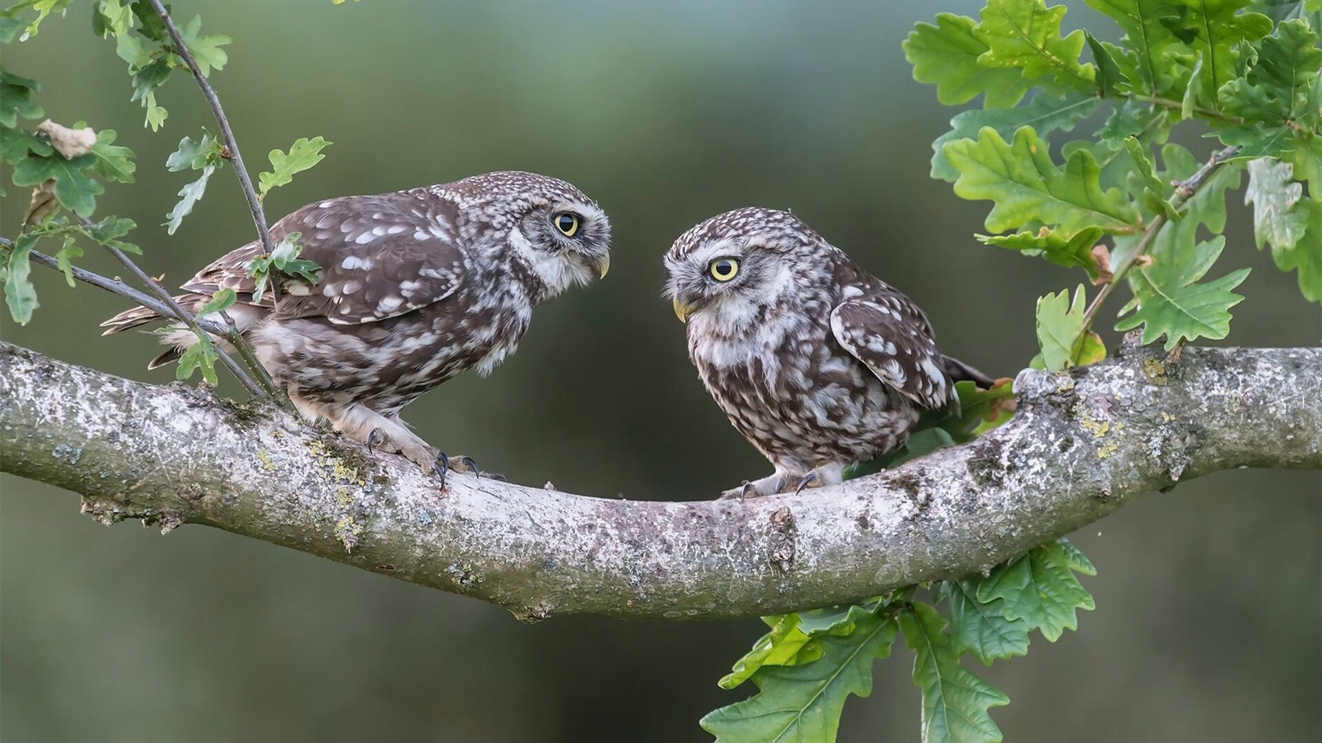 开云网页版登录入口-美洲杯明星汇聚：激情盛放，精彩纷呈！，美洲杯有谁