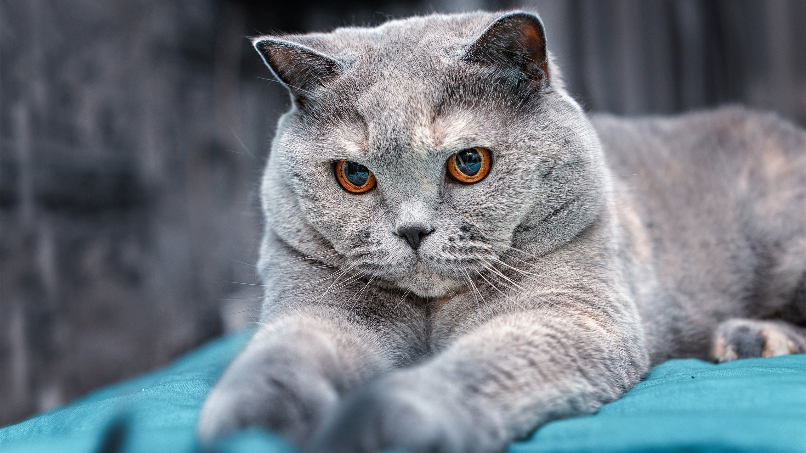 职业联赛建立球员形象档案助力媒体宣传与包装,球员模板