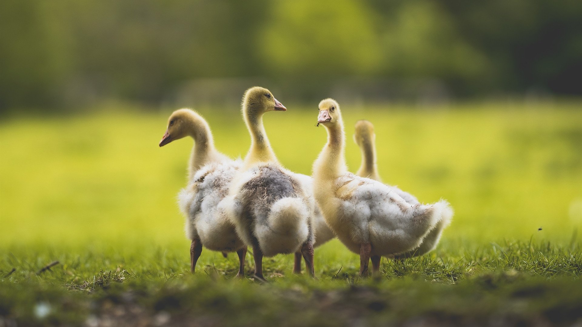 开云网站-苏炳添出席国家体育科学交流大会，苏炳添体育教授