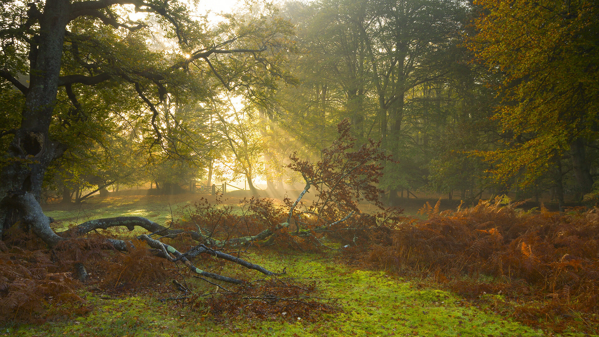 开云网页版登录入口-谷爱凌新项目尝试跳跃动作成功，谷爱凌大跳台收获铜牌