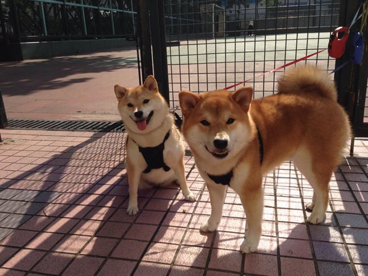 非洲锦标赛中,南非队奋勇拼搏,冲击历史第一高光,南非洲杯小组赛